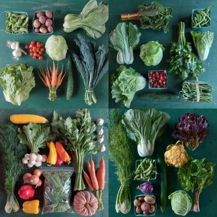 CSA farm share vegetables displayed on a table 