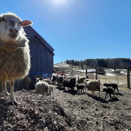 Sheep standing out in the pasture
