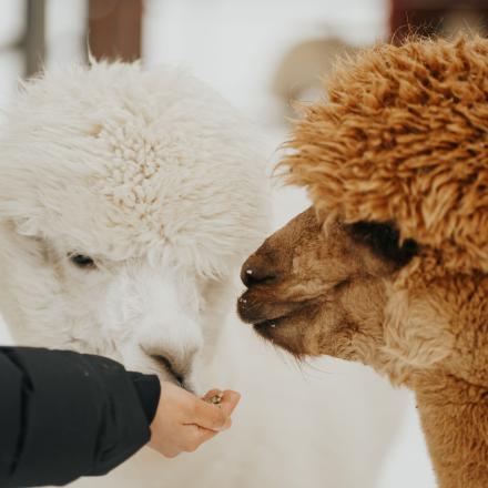 Alpacas eating out of a hand