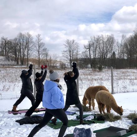 people doing yoga in the snow with alpacas