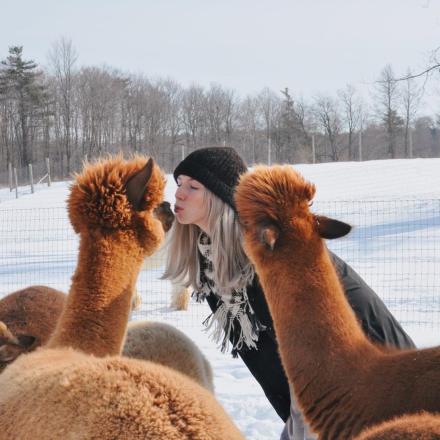 person kissing alpaca