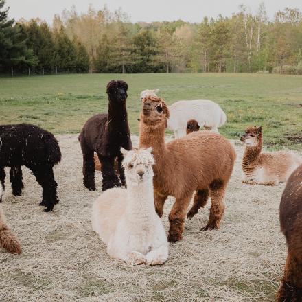 alpacas in a pasture