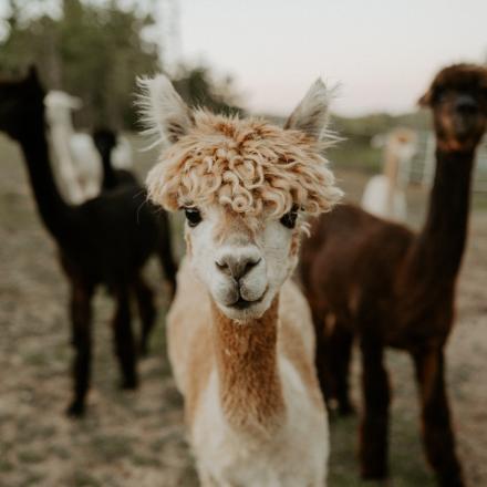 alpacas in a pasture