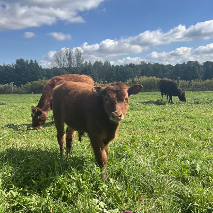 brown cows out in the pasture