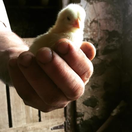 hand holding a baby chick