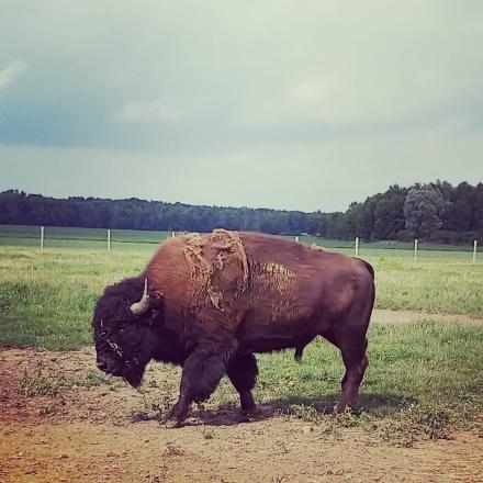 bison out in pasture