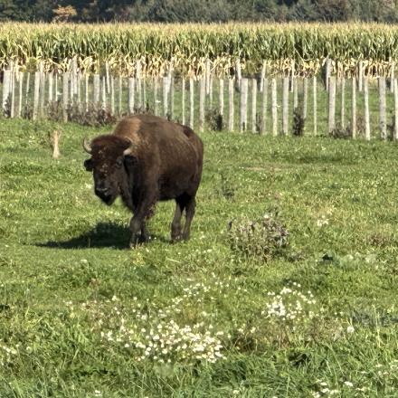 bison in a pasture