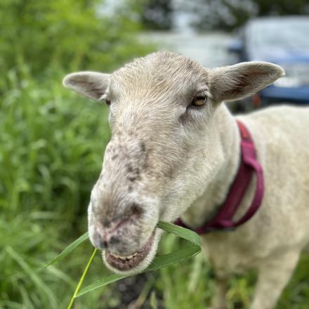 close up of sheep in grass