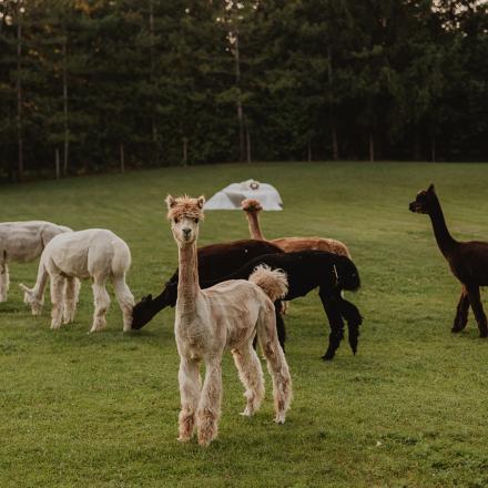 alpacas in a pasture