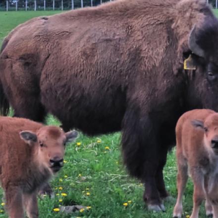 bison and bison calfs in a field