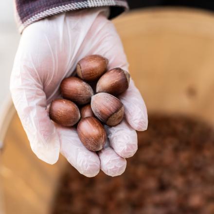 hand holding chestnuts