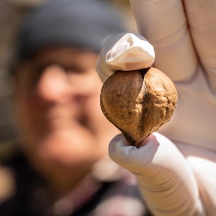 fingers holding walnut
