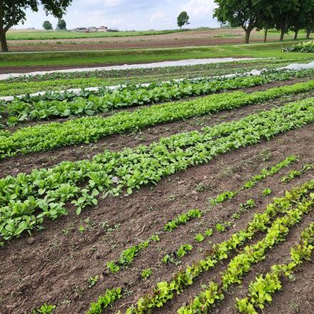 produce crops in a field