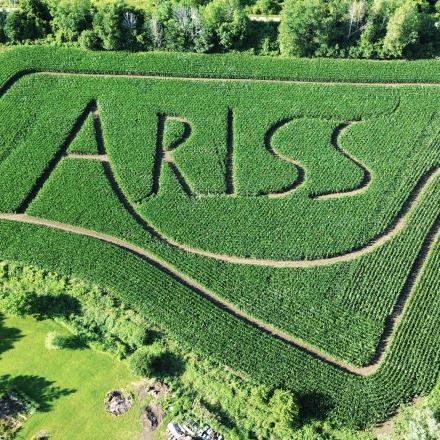 aerial view of corn maze with the word Ariss carved out