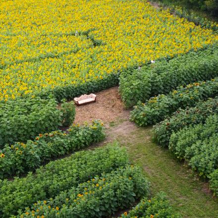 aerial view of sunflower farm and couch for photo ops