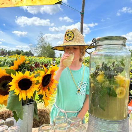 child drinking fresh lemonade beside sunflowers
