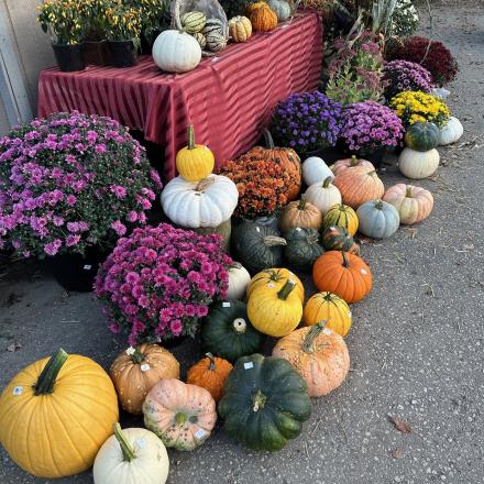 fall produce and mums