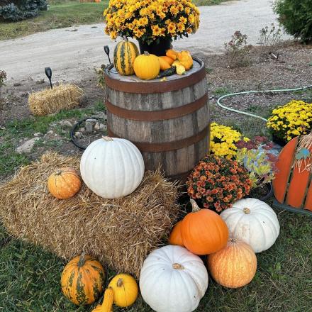 fall produce and mums with straw bale