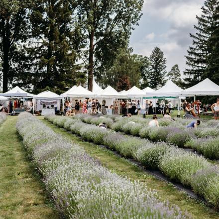 Straight rows of lavender. Behind the rows are white tents, with crowds of people moving underneath them.