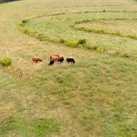 aerial view of cattle in a pasture