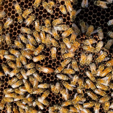 close up of honeybees in a hive