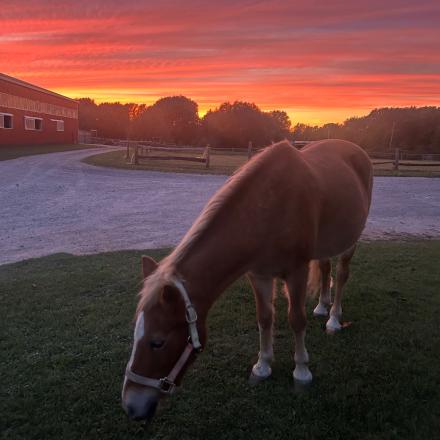 A brown horse stands eating green grass. In the background, the sun in setting, painting the sky yellow, orange and purple.