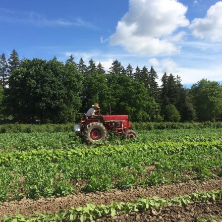 red tractor in a field of produce