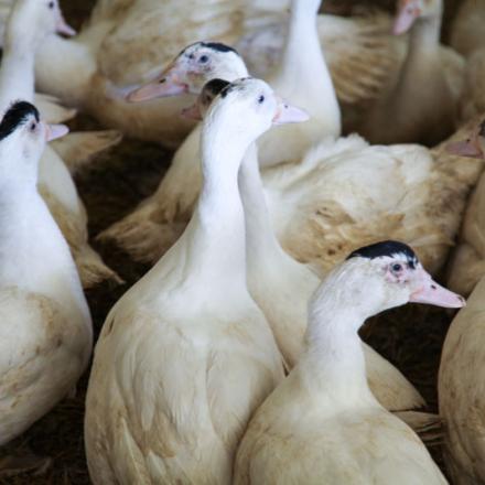 Muscovy duck huddled together