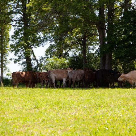 beef cattle in a field under the shade of trees