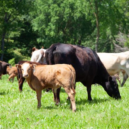 beef cattle in a field