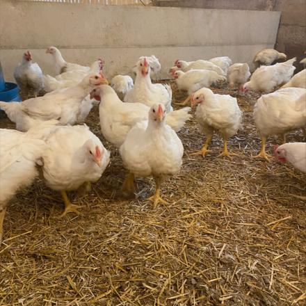 roasting chickens walking on straw