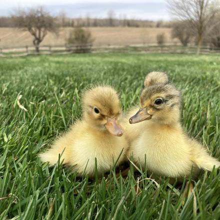 ducklings huddled together in the grass