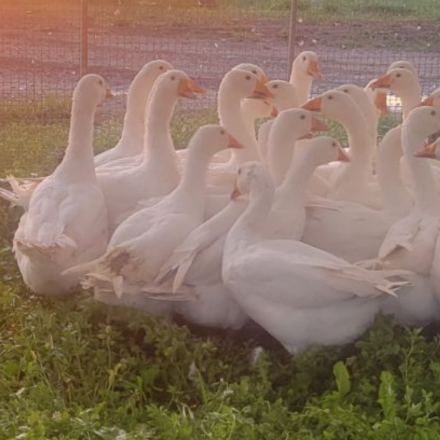 white heritage ducks huddled together