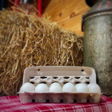 open carton of eggs in front of straw bale