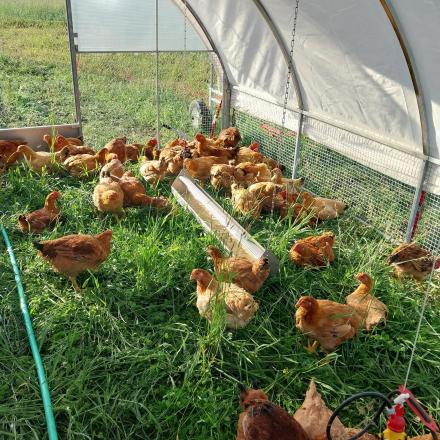 chickens eating grass under a hoop house