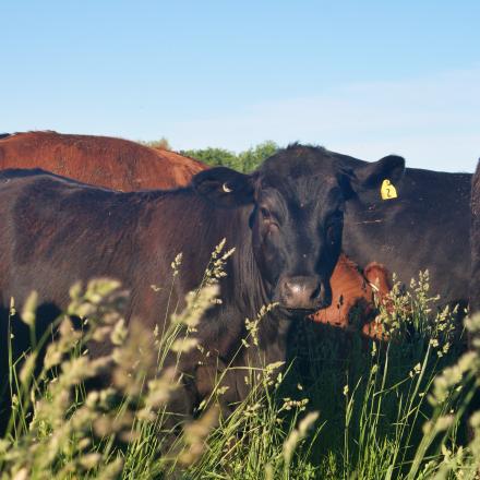 cattle in a pasture