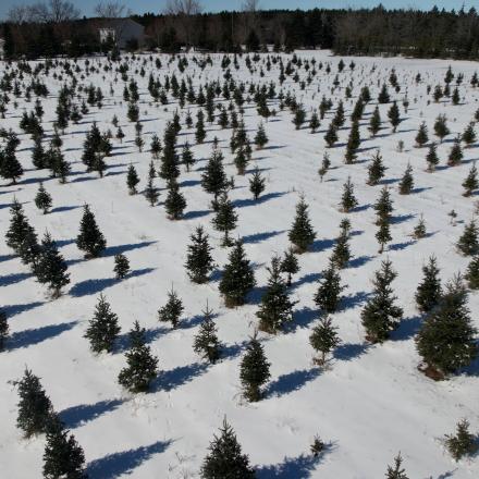 aerial view of a snow covered tree farm with small evergreens planted in neat rows
