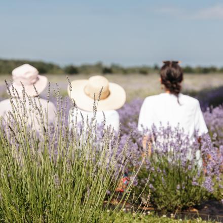 three people looking into a lavender field