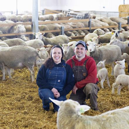 Two people kneel and smile inside a barn filled with sheep surrounded by adult sheep and several lambs resting on straw bedding with rows of livestock pens visible in the background