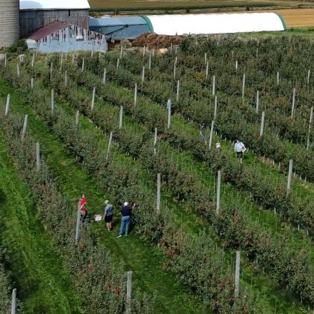 Aerial view of a fruit orchard with rows of small trees supported by vertical trellis posts, with people in the rows and farm buildings in the background