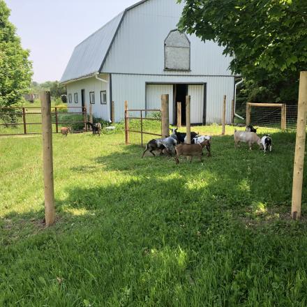 goats grazing near a small enclosure with barn in the background