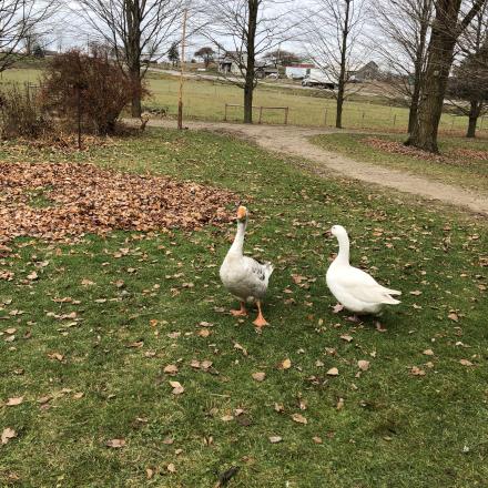 two white geese near a dirt driveway