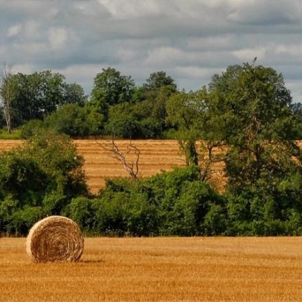 Field with rows of trees and straw bales.
