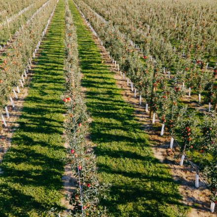 Aerial view of a sunlit apple orchard with long, symmetrical rows of trees.