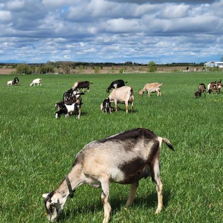 goats out in a green pasture