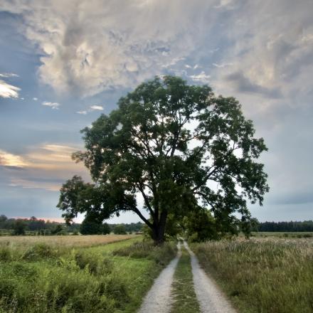 Gravel path leading toward a large, leafy tree in an open field under a cloudy sky at dusk.