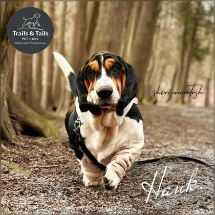 Basset hound named Hank walking on a woodland trail, branded for Trails and Tails Pet Care.