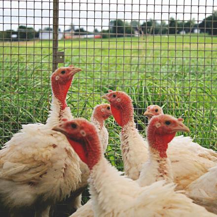 Turkeys standing in front of a fence and green fields.