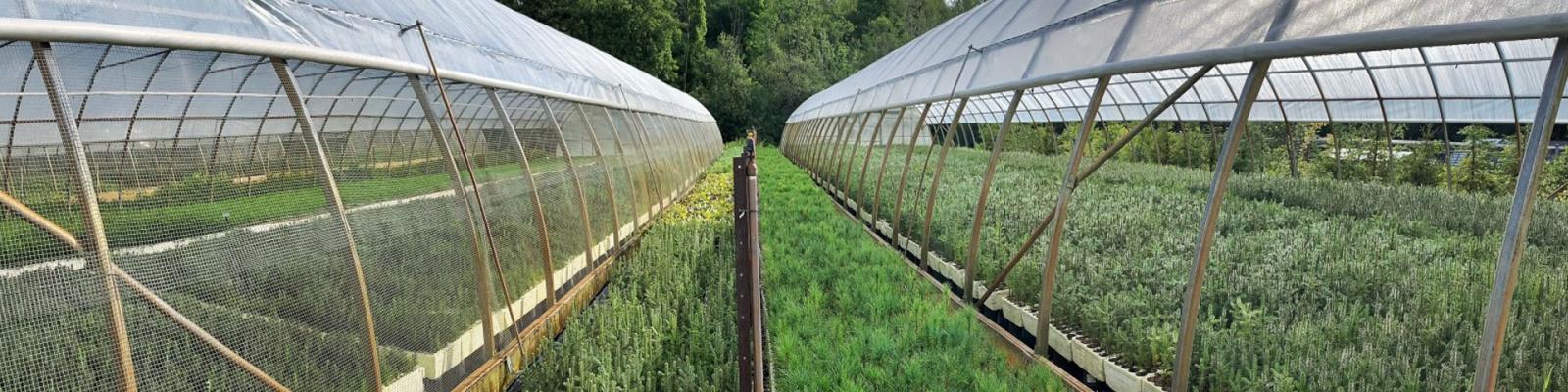 Two symetrical green houses full of seedlings 