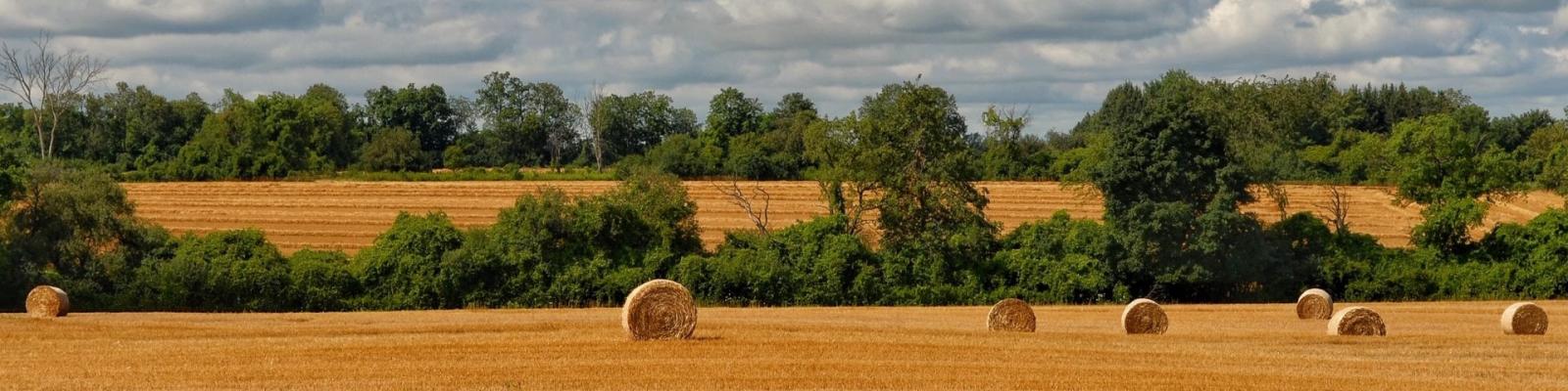 Field with rows of trees and straw bales.